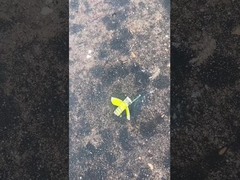 নিরাপদ বাম্বল বি ফায়ারওয়ার্কস, ম্যান্ডারিন টয় স্টোরি ফায়ারওয়ার্কস সিইসিই সার্টিফাইড